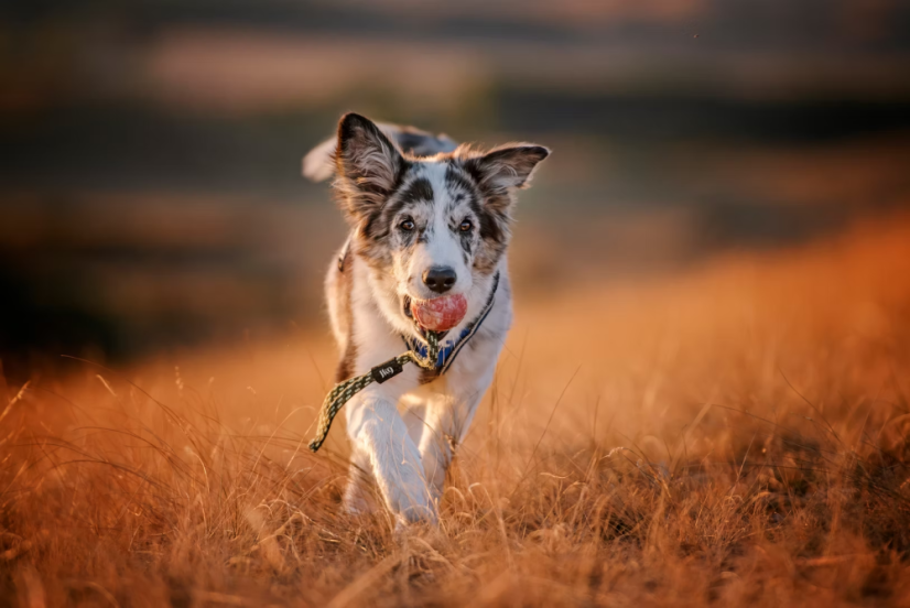 IDC® VÝCVIKOVÁ LOPTA S LANKOM